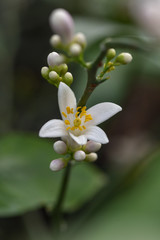 Lemon blossom