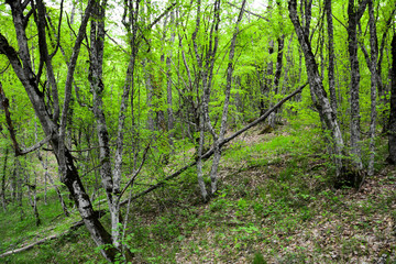 Inside the mysterious forest in Japan. Peaceful outdoor scene - wild woods nature.