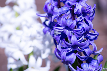 Spring Flowers Blooming