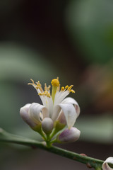 Fototapeta na wymiar Lemon blossom
