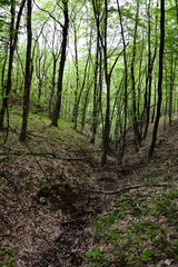 Peaceful outdoor scene - wild woods nature. Dried mountain stream. Water shortage.