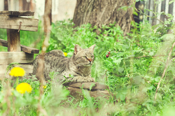 cat in nature