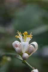 Lemon blossom