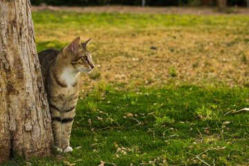 Obraz premium walking time with pets concept picture of domestic cat profile portrait looking side ways staying near tree in park outdoor natural environment, wallpaper pattern foreshortening with empty copy space