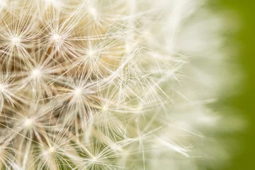 Foto auf Leinwand Close Up of Dandelion Seeds on Flower Head © squeebcreative