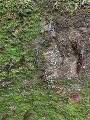 Rusty Sheets Of Sea Metal