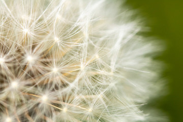 Fototapeta na wymiar Close Up of Dandelion Seeds on Flower Head