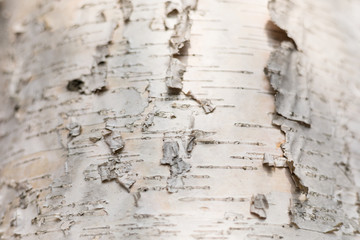Natural White Brown Trunk of Birch Tree with Rough Bark, Rustic Stylish Background with Copy Space...