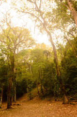 arbol