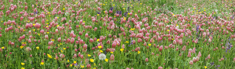 flowering of crimson clovers (Trifolium incarnatum)