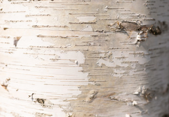 Elegant Stylish White Sunny Wood of Birch Tree with Bark - Natural Banner, Background with Copy Space.