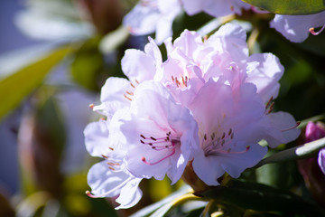 Spring Flowers Blooming