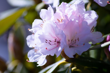 Spring Flowers Blooming