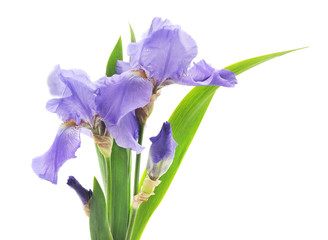 Purple irises in the grass. © ANASTASIIA