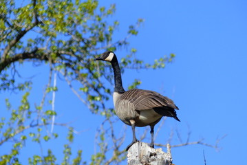 Canada goose on top of a tree in the sunshine