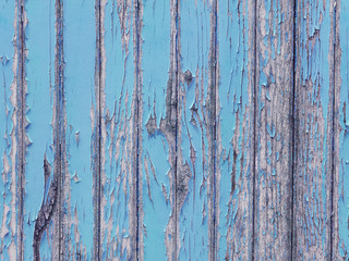 Peeling light blue paint on old wooden wall