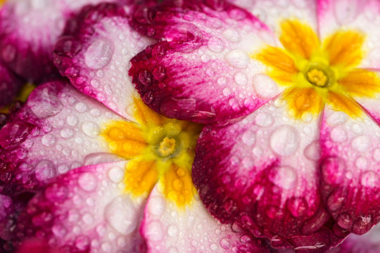 Close-up of Primula flowers covered in droplets