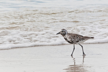 front view, close distance of a seabird walking a tropical beach searching for food on a winter day on the gulf of mexico