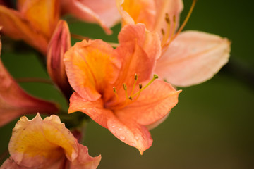 Fototapeta na wymiar Rhododendron molle orange flower