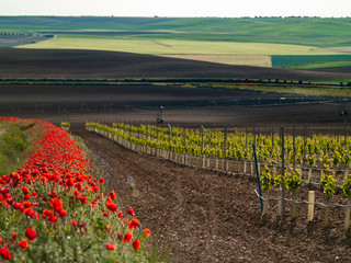 A landscape of rural culture in espalier vineyard in spring in the denomination of origin Ribera del Duero in Spain