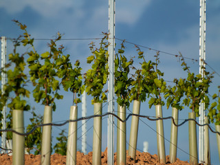 A landscape of rural culture in espalier vineyard in spring in the denomination of origin Ribera del Duero in Spain