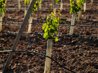 A landscape of rural culture in espalier vineyard in spring in the denomination of origin Ribera...