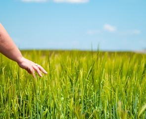 Unrecognizable person playing with his hand the plants in a crop field in spring barley