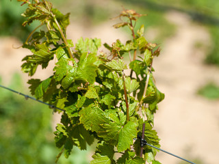 A landscape of rural culture in espalier vineyard in spring in the denomination of origin Ribera...