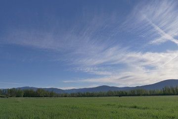 spring morning in the green fields under blue sky © Redfisherstudio
