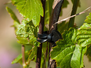 A landscape of rural culture in espalier vineyard in spring in the denomination of origin Ribera...