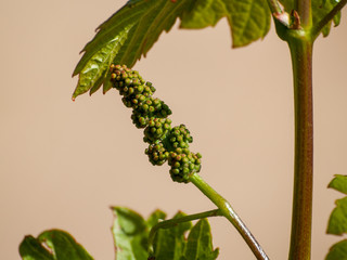 A landscape of rural culture in espalier vineyard in spring in the denomination of origin Ribera del Duero in Spain