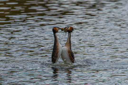 Great crested grebe dancing and mating
