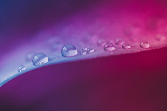 Detail of flowers and plants with waterdrops