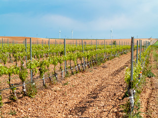 A landscape of rural culture in espalier vineyard in spring in the denomination of origin Ribera del Duero in Spain