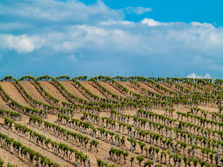Fototapeta na wymiar A landscape of rural culture in espalier vineyard in spring in the denomination of origin Ribera del Duero in Spain