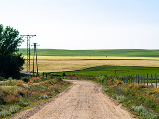 A rural dirt road in the field in spring