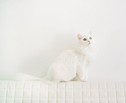 Cute cat sitting at white wall
