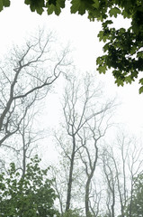 Rainy weather in park. Fragment with trunks of trees.