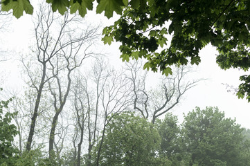 Rainy weather in park. Fragment with trunks of trees.