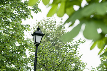 Rainy weather in park. Lantren between leaves of trees.