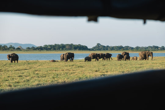 Elephants