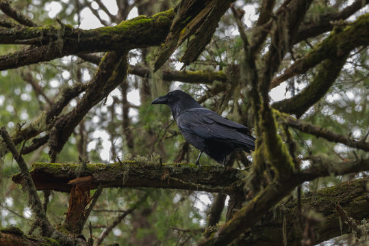 Raven Above