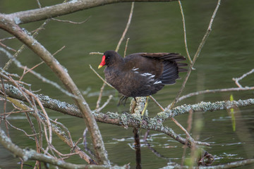 Common moorhen sitting on a branch at a pond on the island Djurgården in Stockholm