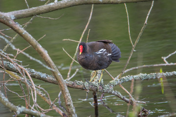 Common moorhen sitting on a branch at a pond on the island Djurgården in Stockholm