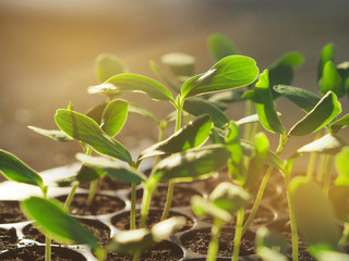 agriculture, gardening, Young plants growing in sunlight in a seedling tray.