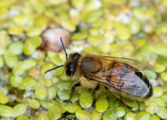 Little Bee Drinking on a Pond 