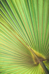 plakat przyrodniczy. liść palmy - 266404668