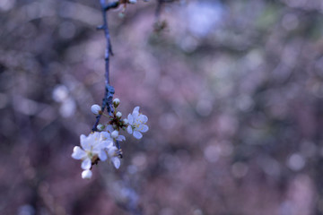 Sping Blossoms