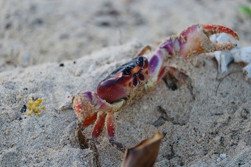 Crabe 2