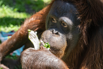 Urangutan in deep thought reflects while eating a lettuce snack